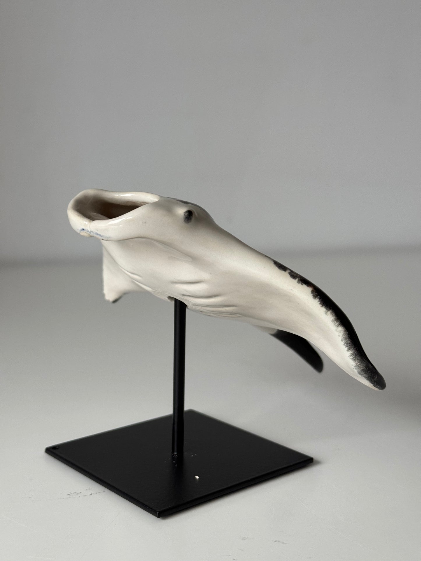 Manta Ray on a stand