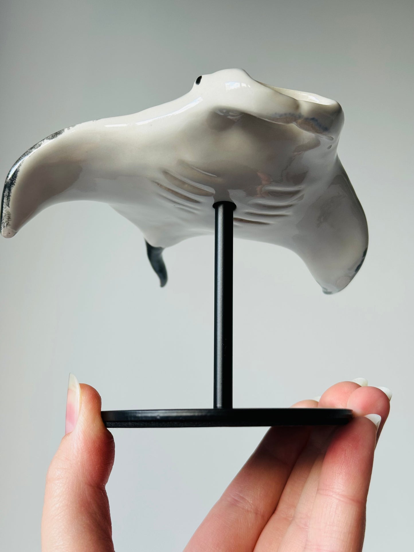 Manta Ray on a stand