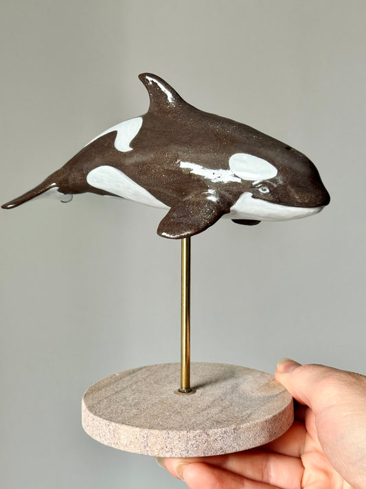 Baby Orca