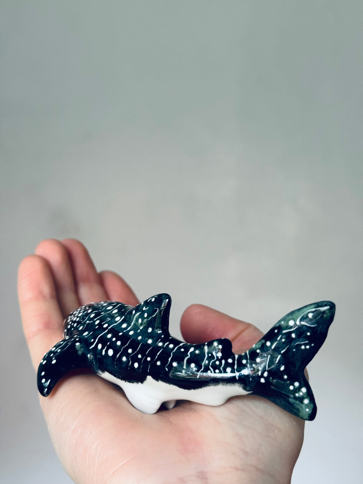 Baby Whale Shark